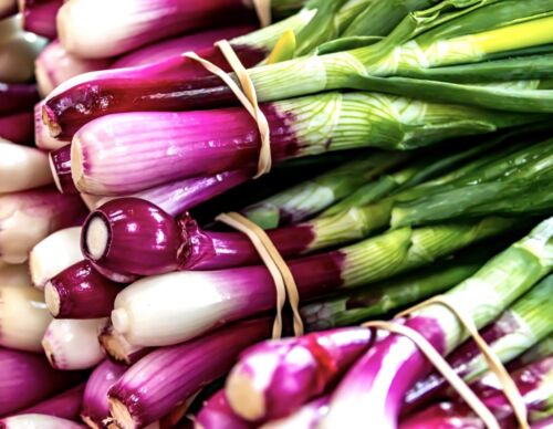 1300x Spring Onion North Holland Blood Redmate Seeds - Vegetable