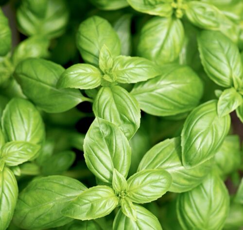 2100x Sweet Genovese Basil Seeds - Ocimum basilicum - Herb