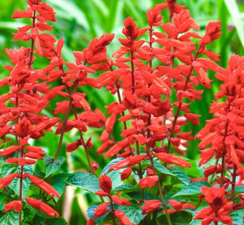 250x Roman Scarlet Sage Seeds- Salvia Coccinea - Wildflower