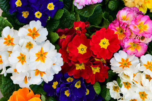 Giant Polyanthus Flowering Mix Colossea Perennial Border - 100x Seeds - Flower