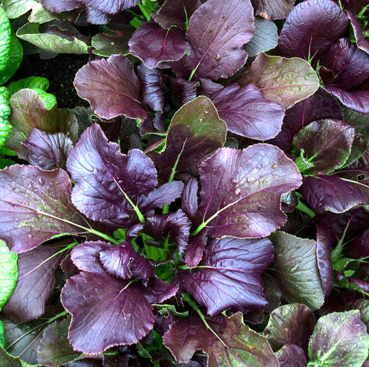 150x Cabbage Pak Choi Red Choi F1  Seeds - Vegetable