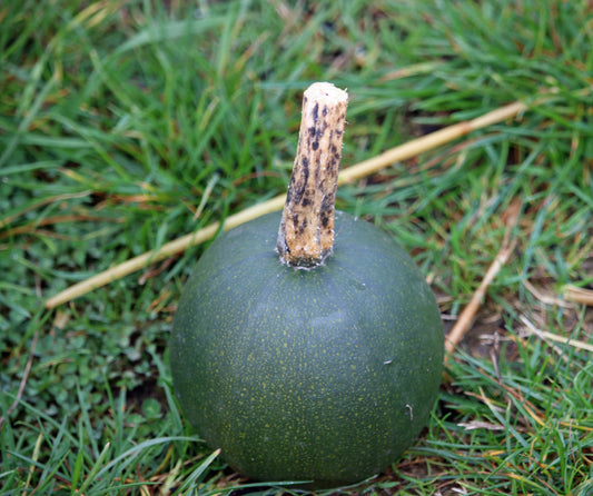 15x Squash Little Gem Trailing Seeds - Finest