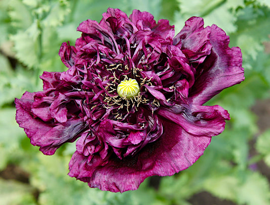 700x Poppy Black Peony Seeds - Papaver - Huge Double Poppy - Flower