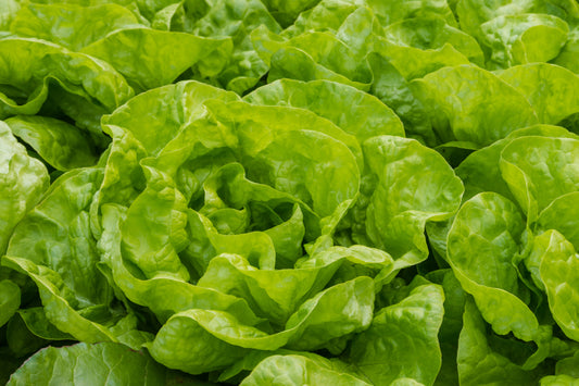 Vegetable - Lettuce - Little Gem - 1500 Seeds - Premium Vegetable Seeds