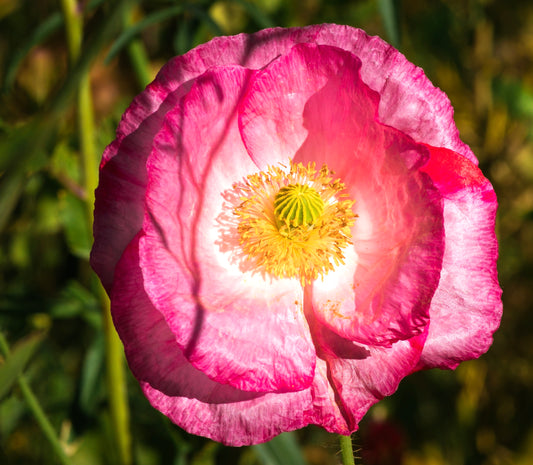 California Poppy - 800x Seeds - Eschscholzia - Flower