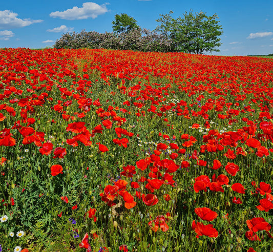 Red Poppy Corn Poppy  7000 Seeds Papaver Flanders- Free Delivery