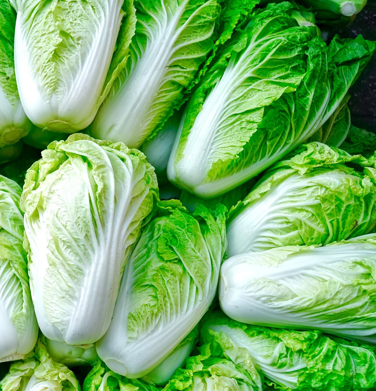 Chinese Cabbage Hilton - 600x seeds -  Vegetable