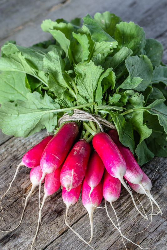 Radish French Breakfast Seeds x300 - Vegetable