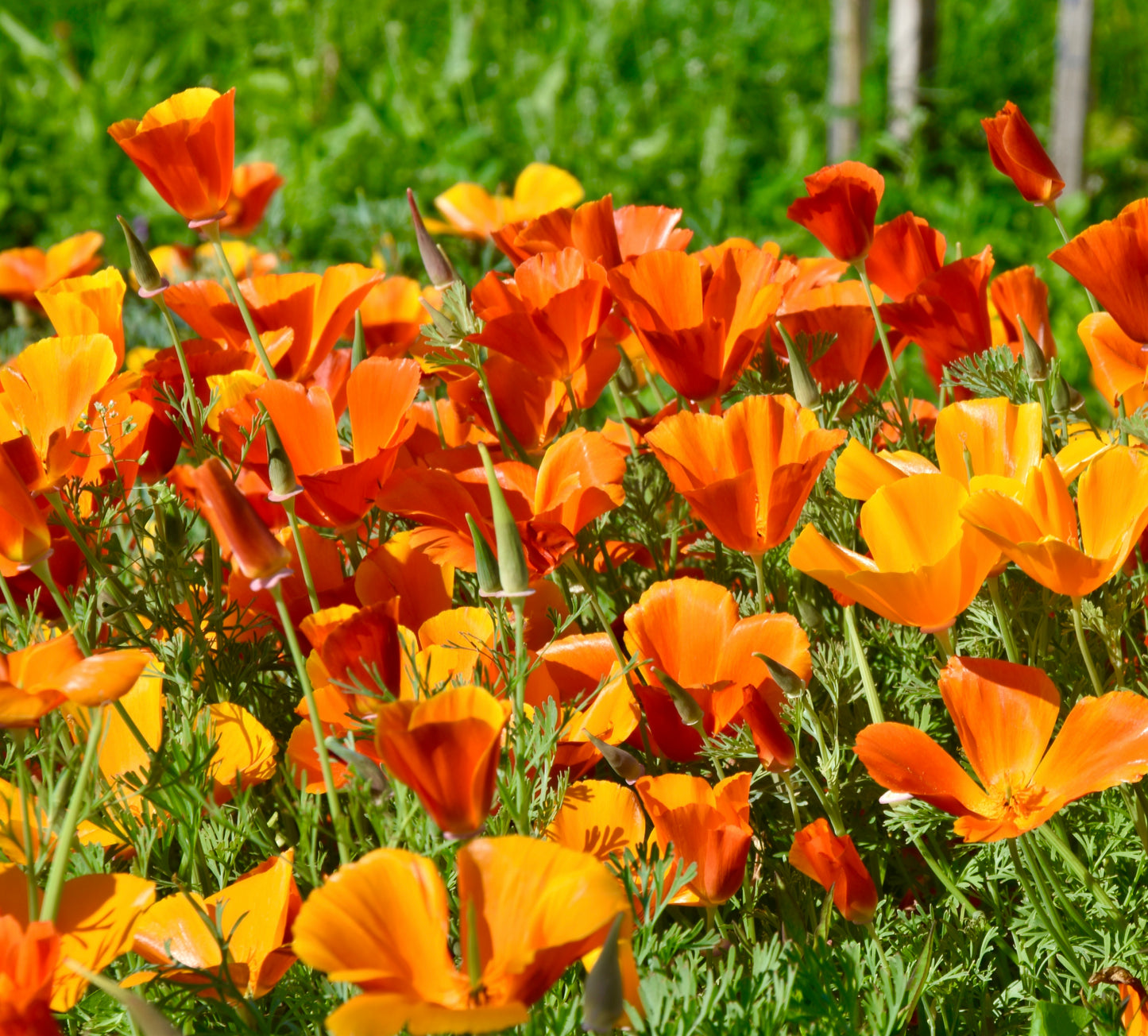 Red California Poppy Chief Eschscholzia Californica - 2100x - Flower