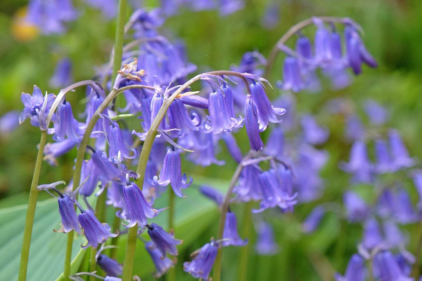 60x Bluebells Scented Hardy Wild Woodland Flowers Seeds