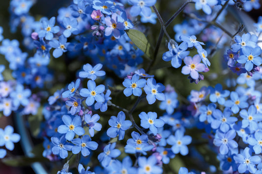 Blue Mini Forget Me Not Hanging Basket Flower - 150x Seeds