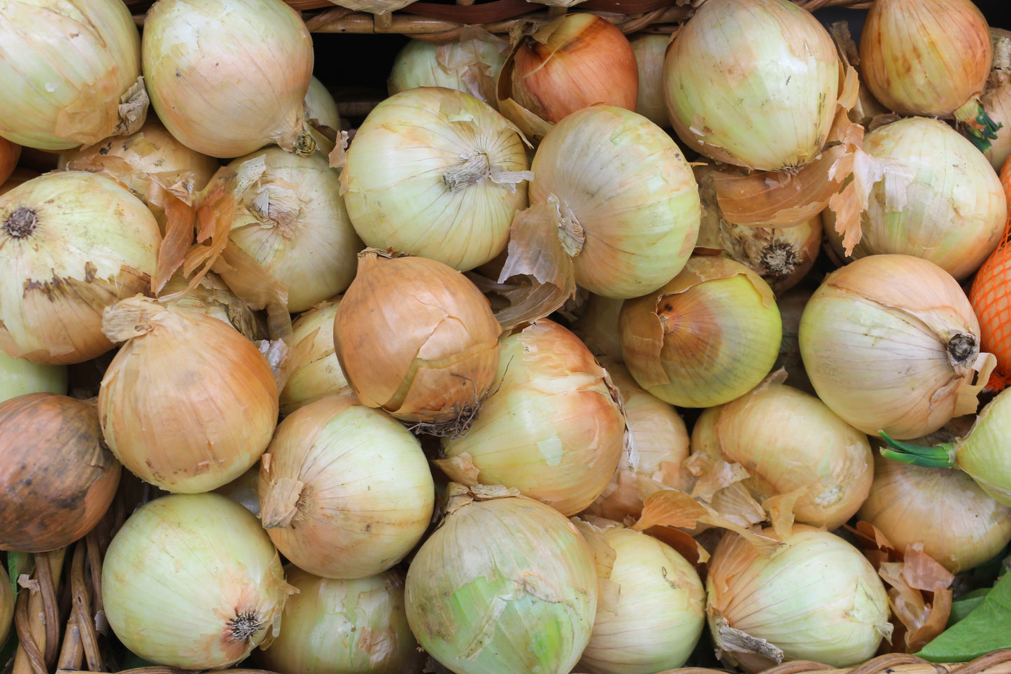 Dutch Giant Brown Onion Easy Peel Rijnsburger - 100x Seeds - Vegetable