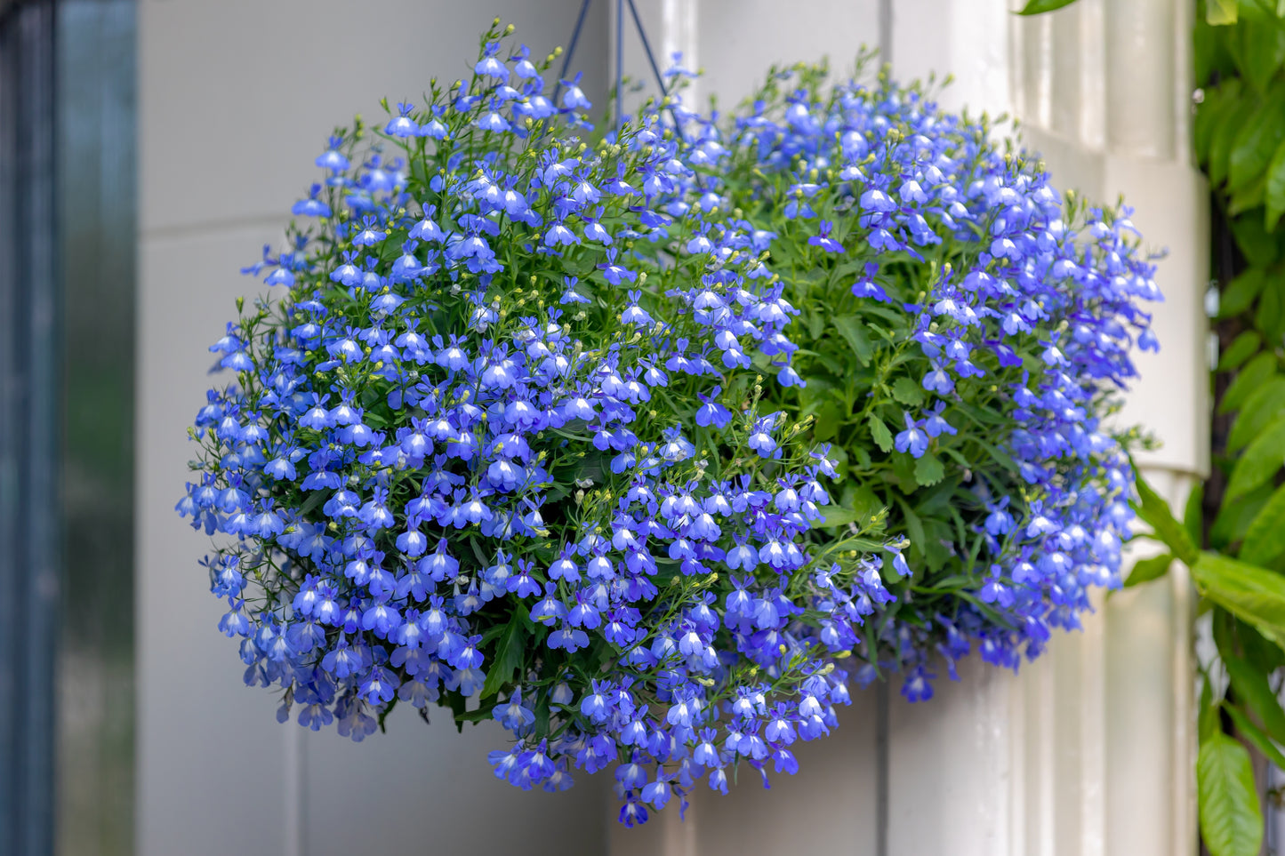 Lobelia Trailing Sapphire - 5000x seeds - Flower