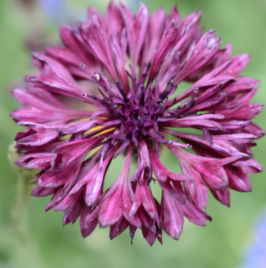 100x Double Pink Cornflower Centaurea Cyanus Border Flower Seeds - Flower