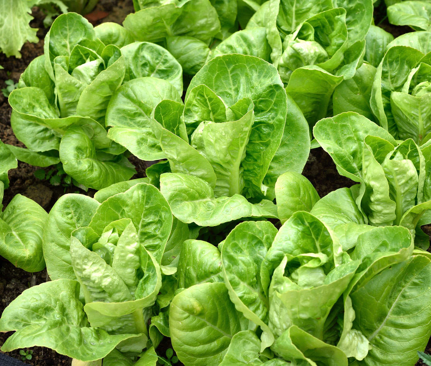 Lettuce Romaine Paris island cos  - 1000x seeds - Vegetable