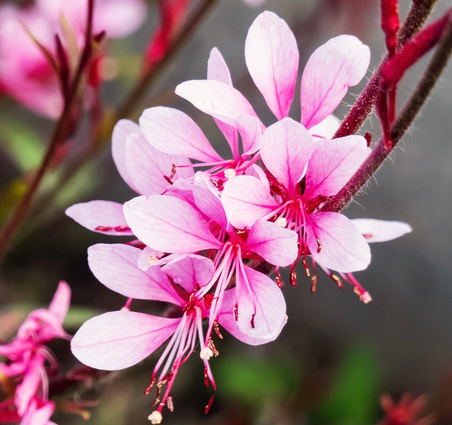 25x Gaura Rosy White Perennial Border Flower Seeds