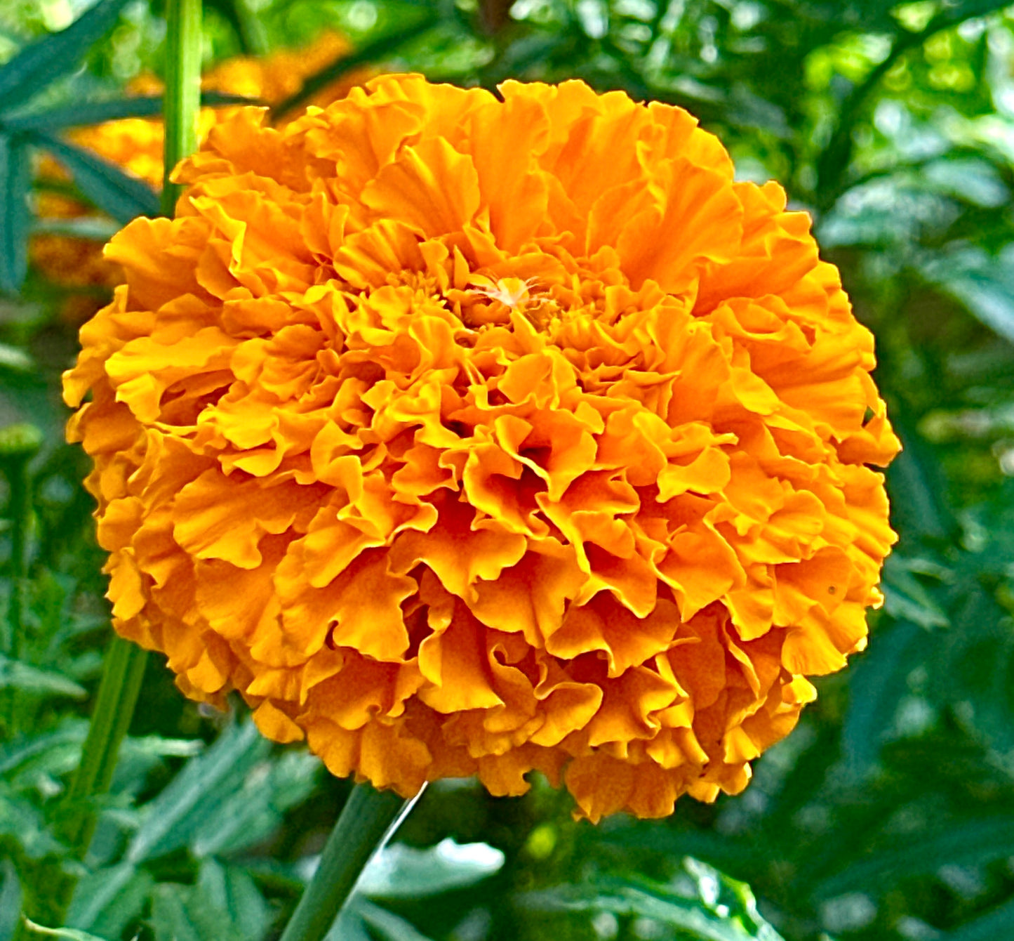 African Marigold Tall Sierra - 350x seeds - Huge Orange Flowers