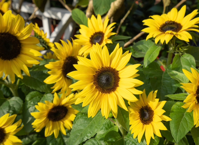 Sunspot Dwarf Helianthus Sunflowers - 60x seeds - Flowers