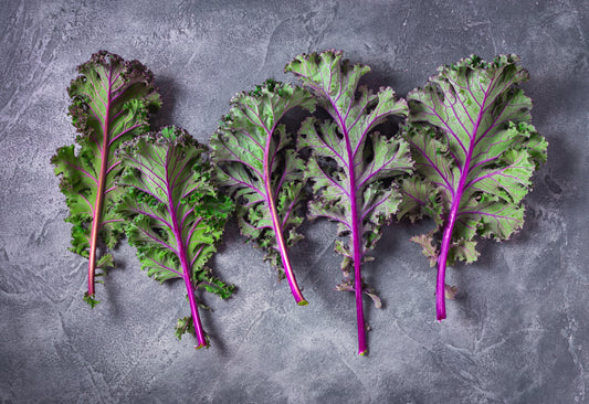 Red Russian Kale Frost Hardy - 150x Seeds - Vegetable