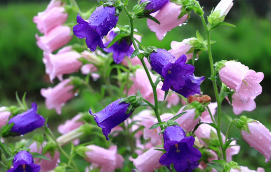 2100x Canterbury Bells Double Mix  Seeds - Campanula - Flower