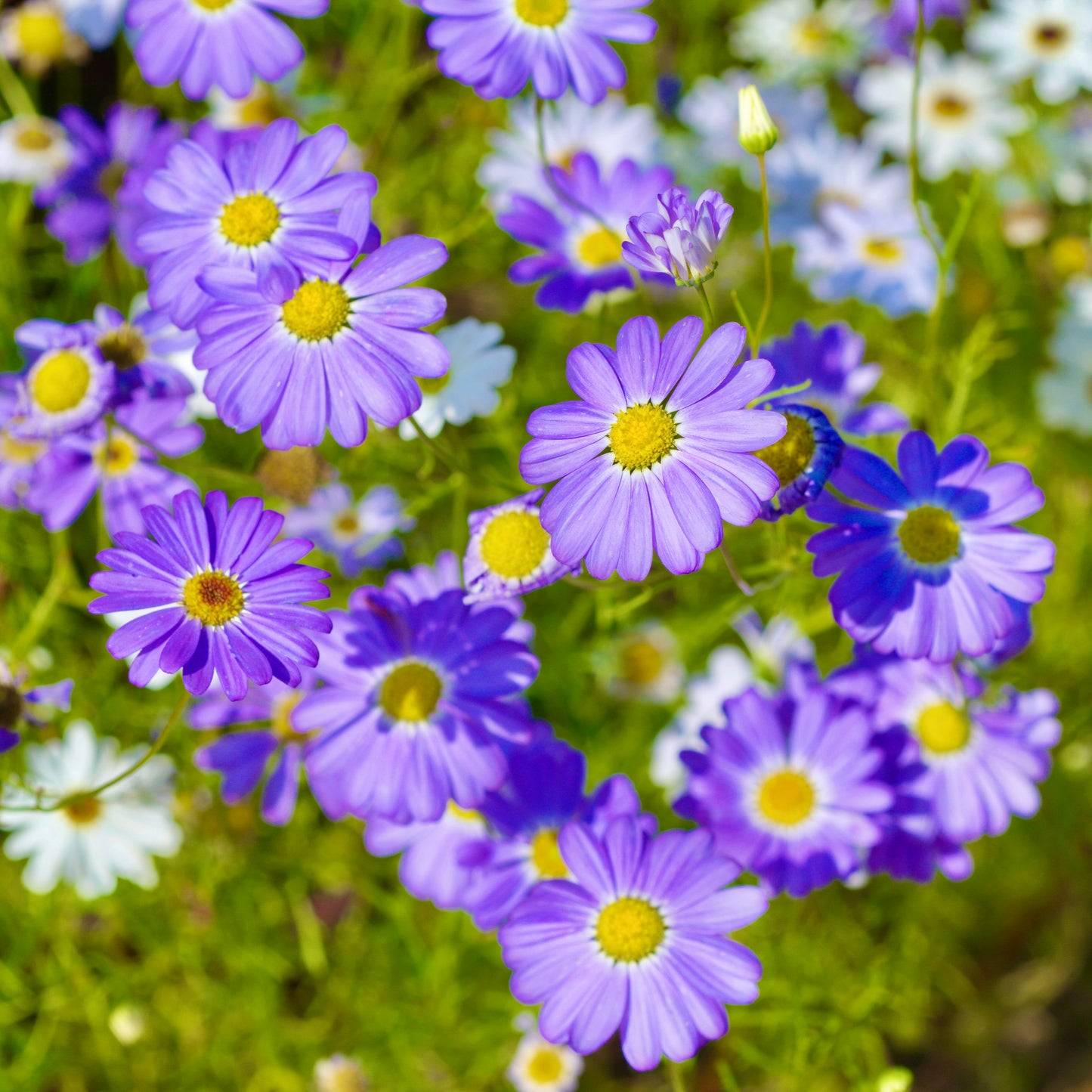 5500x Swan River Daisy Mix Seeds - Brachycome Iberidifolia - Flower