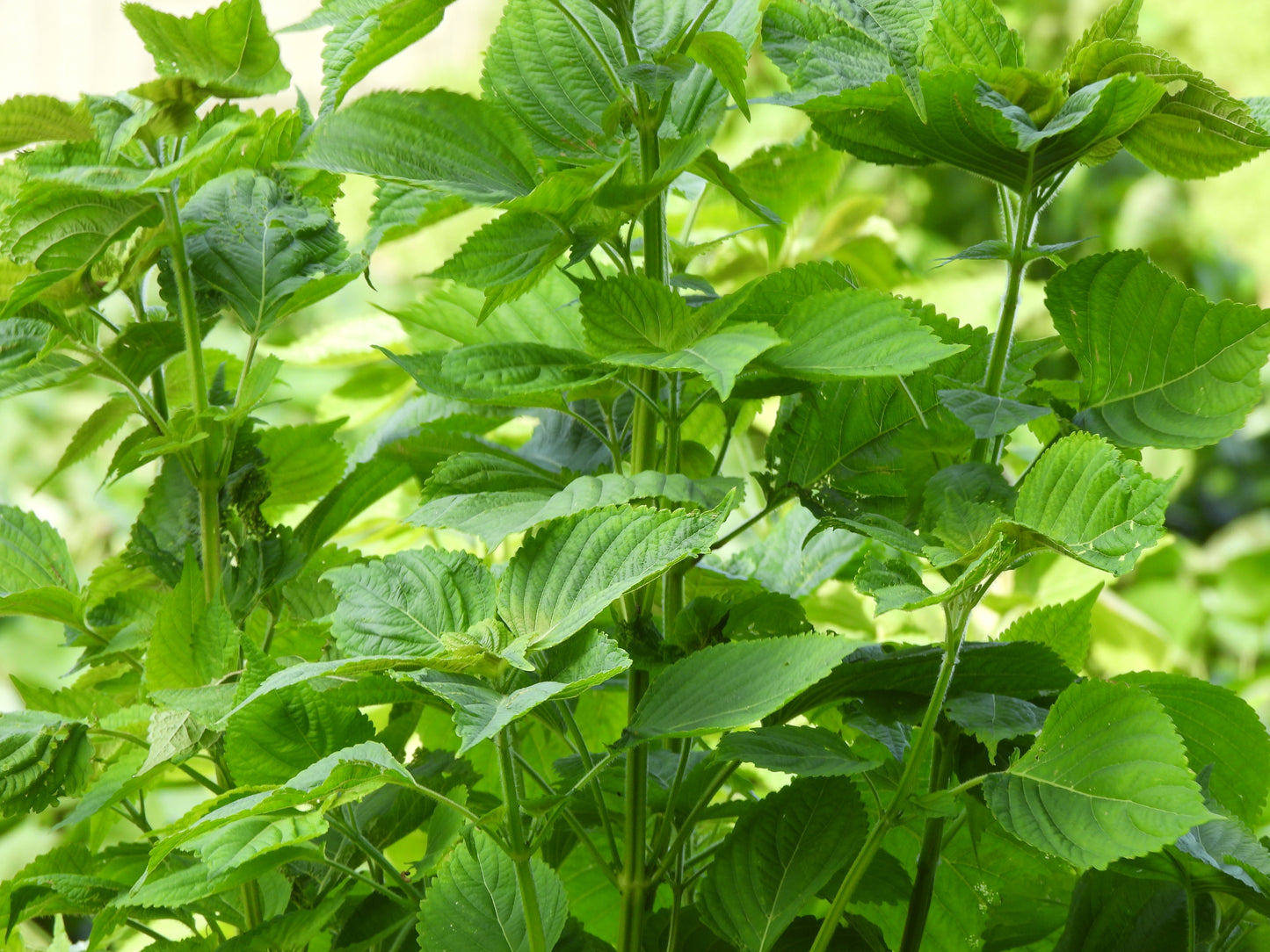 100x Japanese Green Perilla Shiso Oriental Basil Leaves - Herb