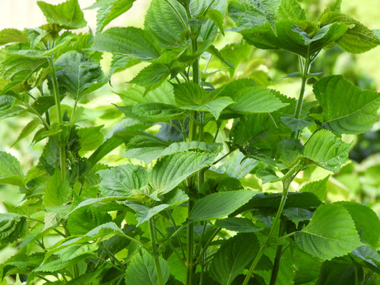 100x Japanese Green Perilla Shiso Oriental Basil Leaves - Herb