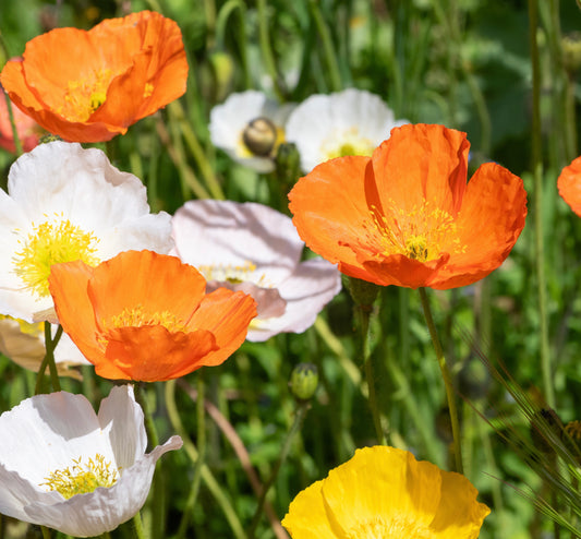 7500x Poppy Nudicaule Iceland Mix Seeds - Papaver - Flower