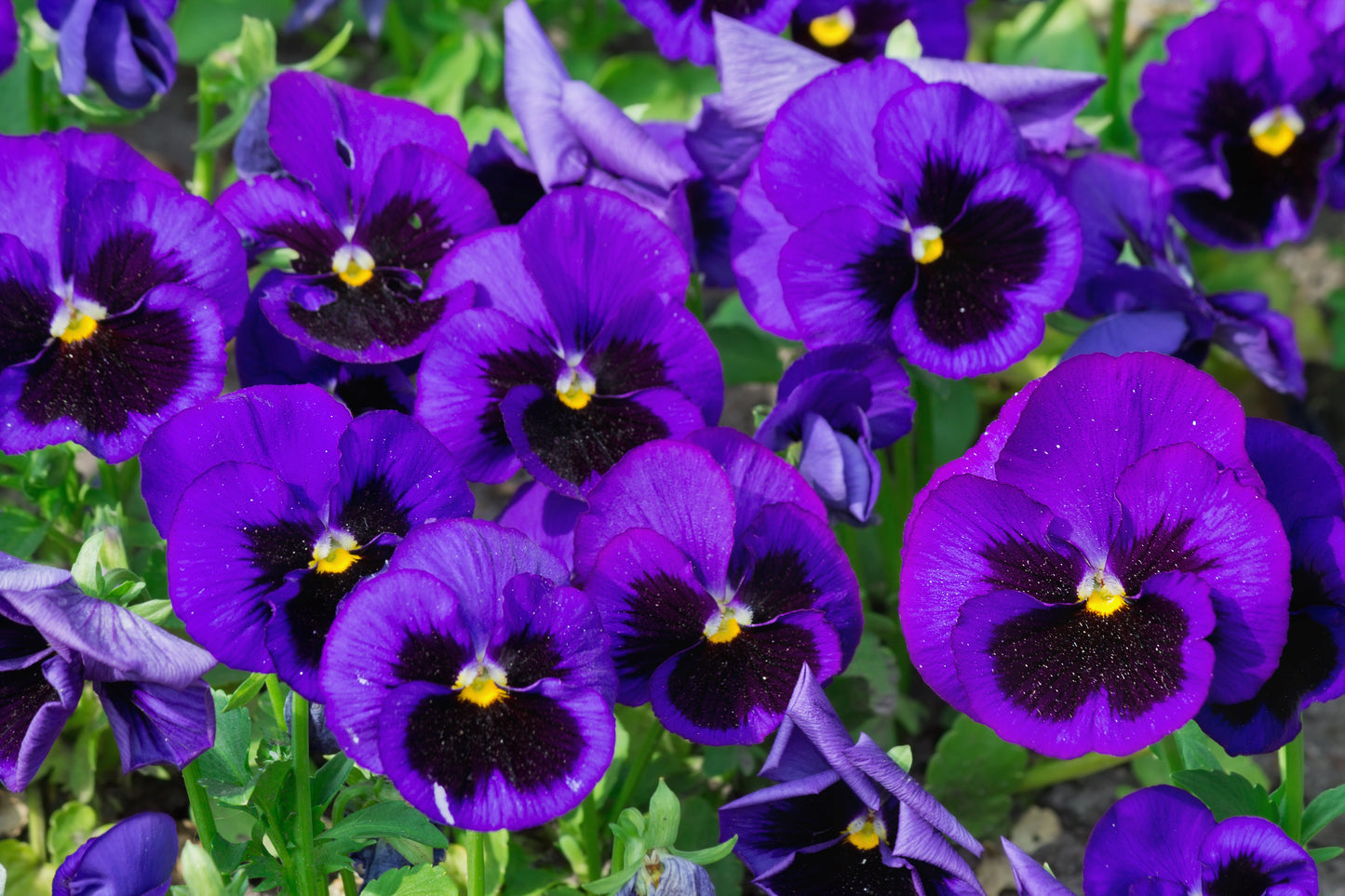 40x Pansy Frizzle Sizzle Winter Burgundy Seeds - Flower