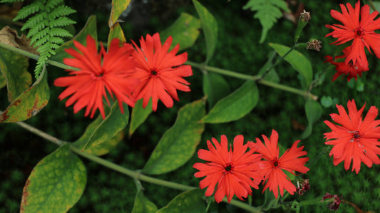 Lychnis Arkwright S Campion - 250x Seeds - lychnis - Flower