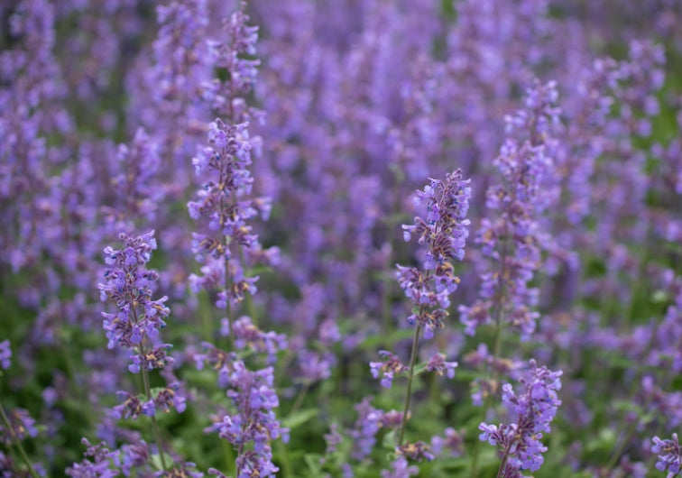 900x Catnip Catmint Nepeta Cataria White Seeds - Herb