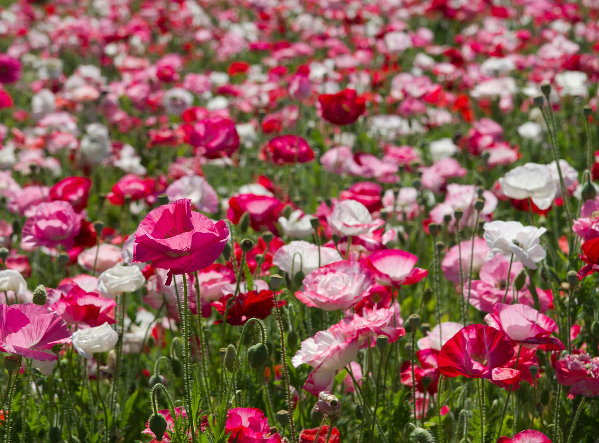 English Poppy Shirley Papaver Rhoeas Double Mix - 10,500x seeds - Popp ...