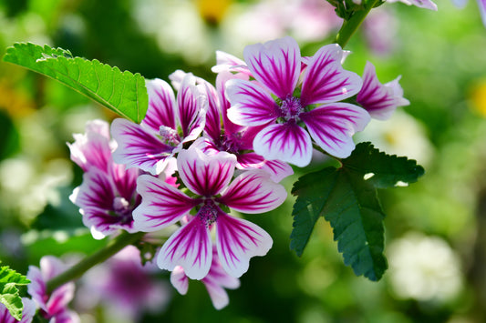 Malva Zebrina 70x seeds - Perennial Flower