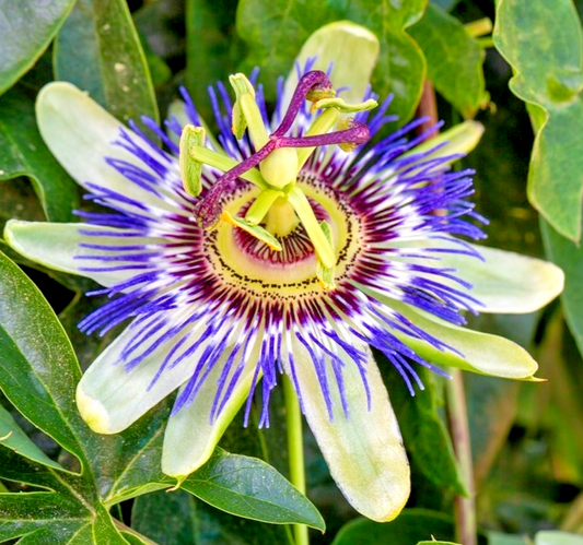 30x Passion Bluecrown Seeds - Hardy Climber for Trellises & Fences - Flower