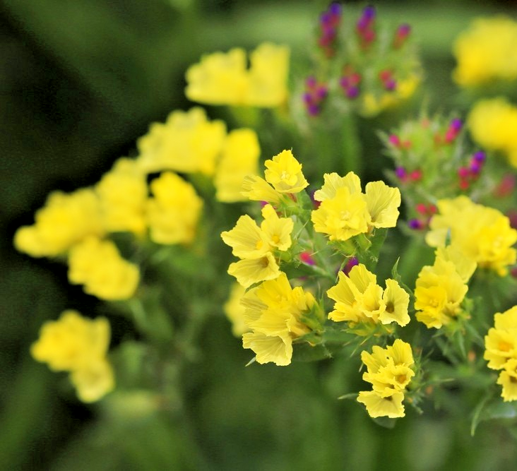 150x Yellow Statice Seeds – Limonium Sinuatum – Everlasting Sea Lavender