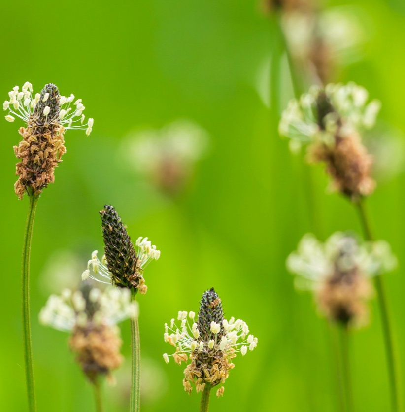 1000x English Plantain Plantago Lanceolata Seeds – Hardy Herbaceous Perennial