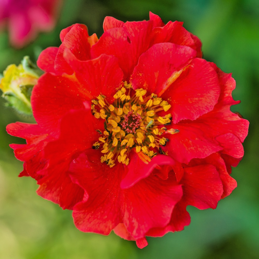 350x Geum Mrs J Bradshaw’ Seeds – Vibrant Scarlet Perennial – Easy to Grow