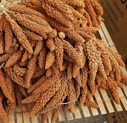 500x Foxtail Millet Seeds – Setaria Italica Robusta Ideal Food For Domestic Bird