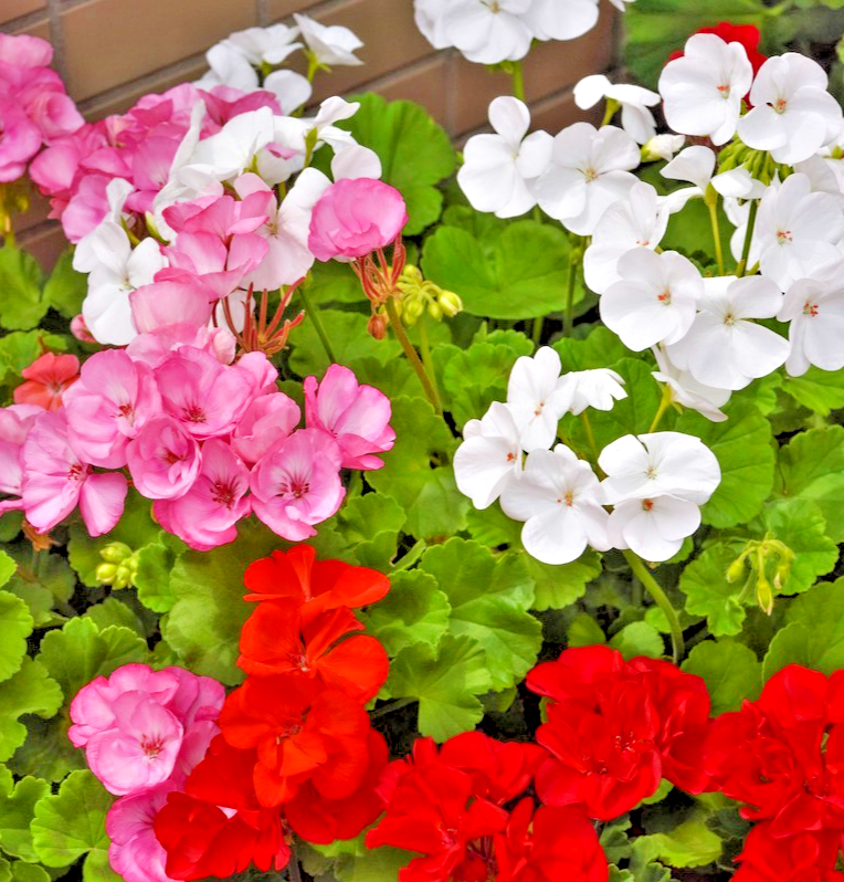 15x Geranium Colorama Mix F2 Seeds - Hardy Pelargonium For Containers & Beds