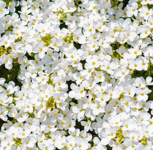 2000x Wall Rock Cress Snow Peak Seeds (Arabis alpina c) – Mat-Forming Perennial