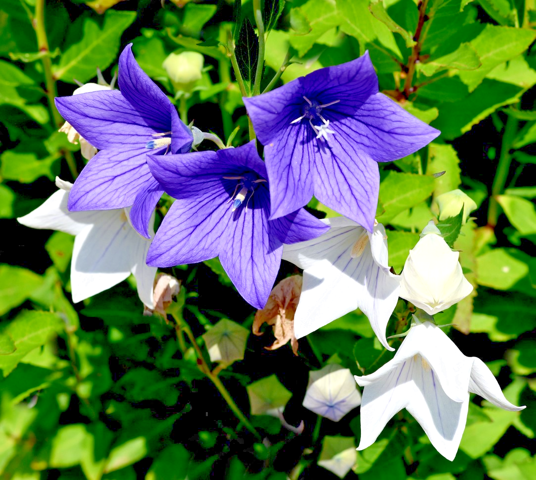 400x Platycodon Grandiflorus Mix Seeds - Balloon Flower - Hardy Perennial