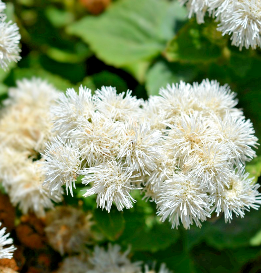 3000x Floss Ageratum Houstonianum Dwarf White Flower Seeds – Compact Annual