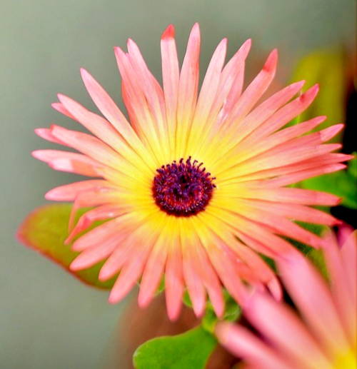 700x Livingstone Daisy Dorotheanthus Mesembryanthemum Seeds - Orange Blooms