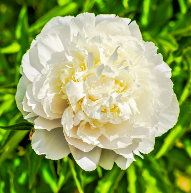 700x Cream Peony Poppy Seeds – Papaver Paeoniflorum - Elegant Annual Flower