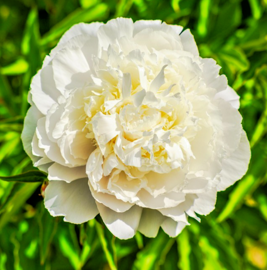 700x Cream Peony Poppy Seeds – Papaver Paeoniflorum - Elegant Annual Flower