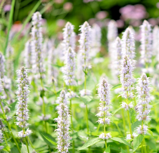 1500x Agastache Mexicana Giant Hyssop White Seeds -Pollinator Friendly Perennial