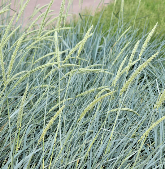 400x Blue Hair Grass Koeleria Glauca Seeds – Silvery Blue Foliage – Perennial