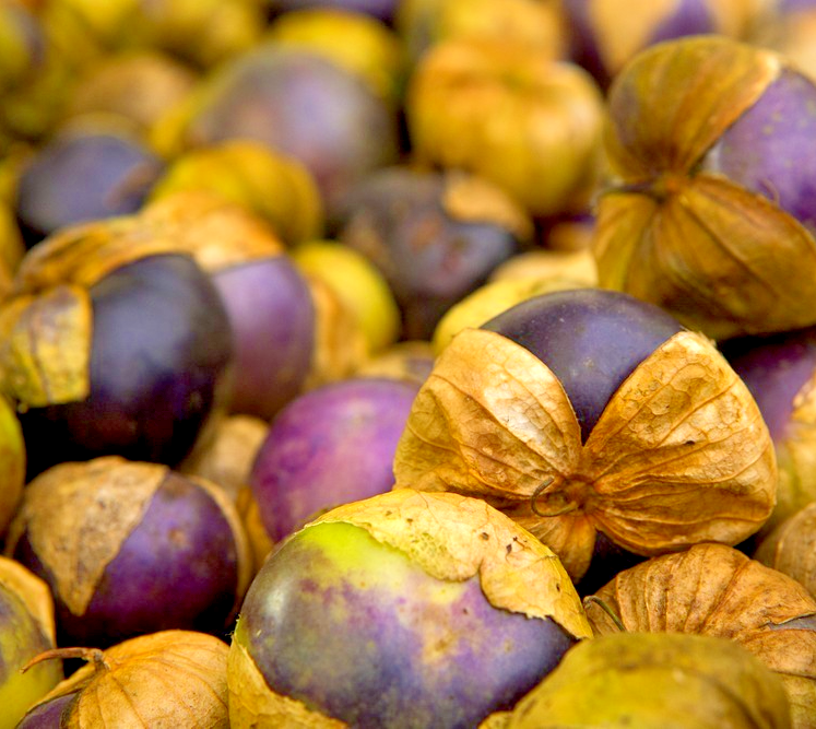 150x Tomatillo Purple Physalis ixocarpa Seeds – Vibrant Purple Colourful Plant