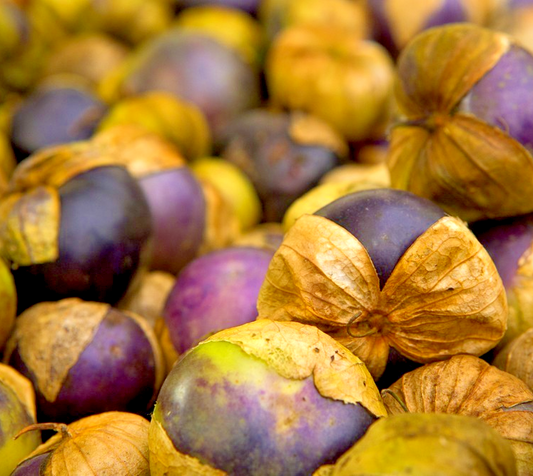 150x Tomatillo Purple Physalis ixocarpa Seeds – Vibrant Purple Colourful Plant