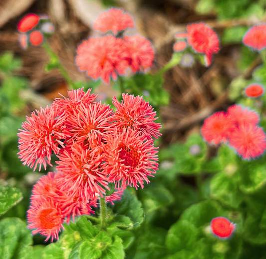 3000x Red Floss Flint Ageratum Mexicanum Seeds – Tall Cut Flower - Annual